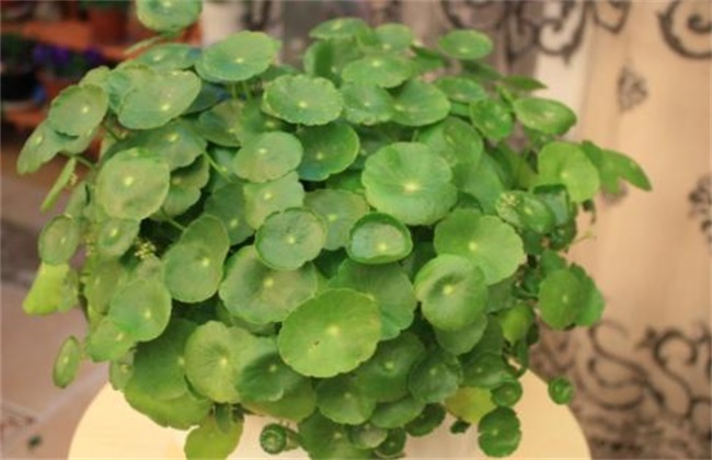 铜钱草烂根