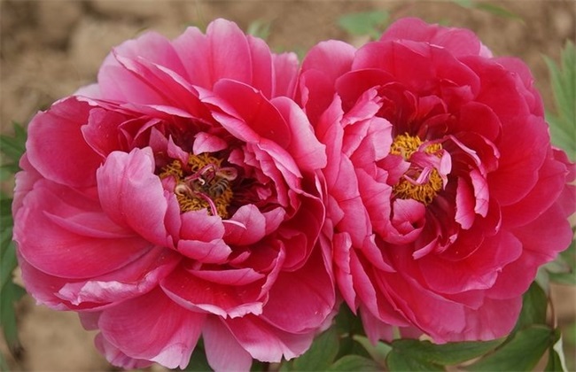 牡丹花花芯发黑怎么办 牡丹花