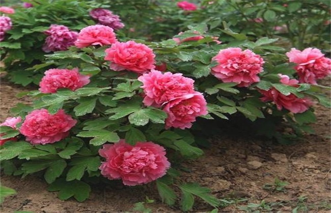 牡丹花花芯发黑怎么办 牡丹花