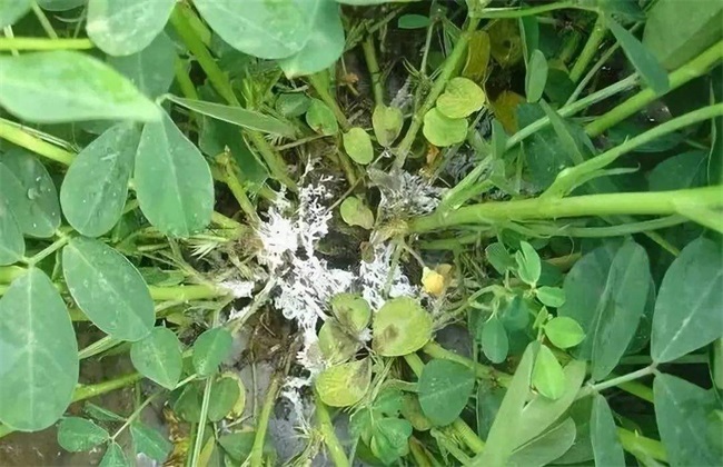 花生青枯病 防治方法 症状