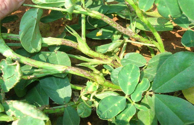花生青枯病 防治方法 症状