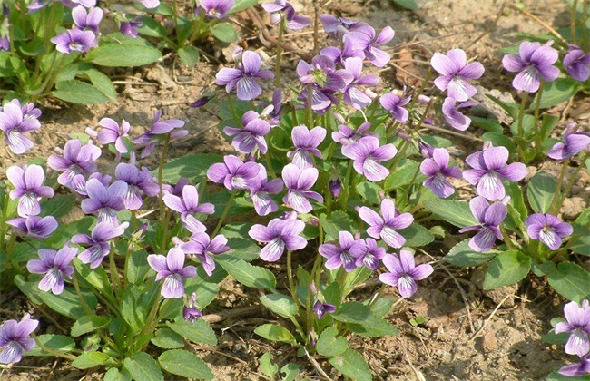 淡紫花