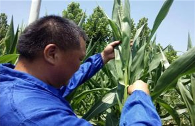 玉米授粉方法及注意事项