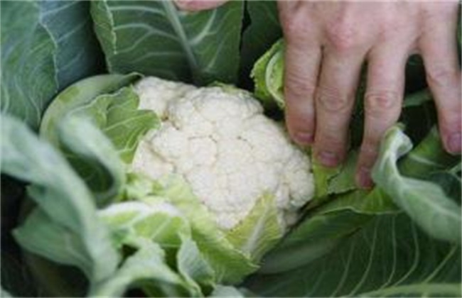 花椰菜