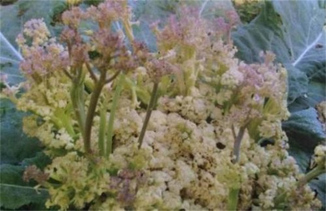 花椰菜