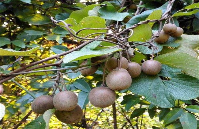 野生