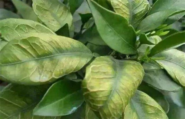 缺硼