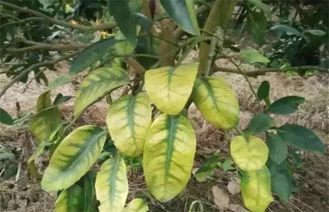 黄化