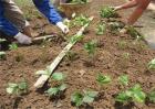草莓定植成活率不高？该如何有效防治