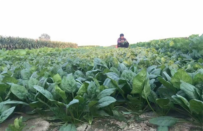 秋菠菜种植时间 菠菜种植方法