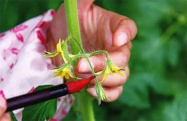 番茄点花