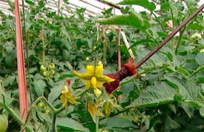 番茄点花