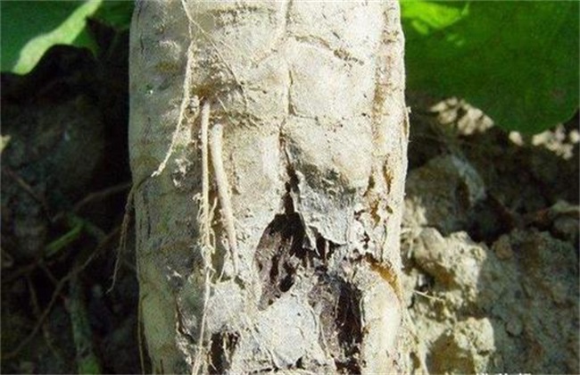 萝卜黑根病防治方法 症状