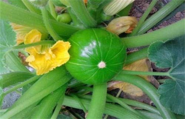 秋季西葫芦高产栽培技术