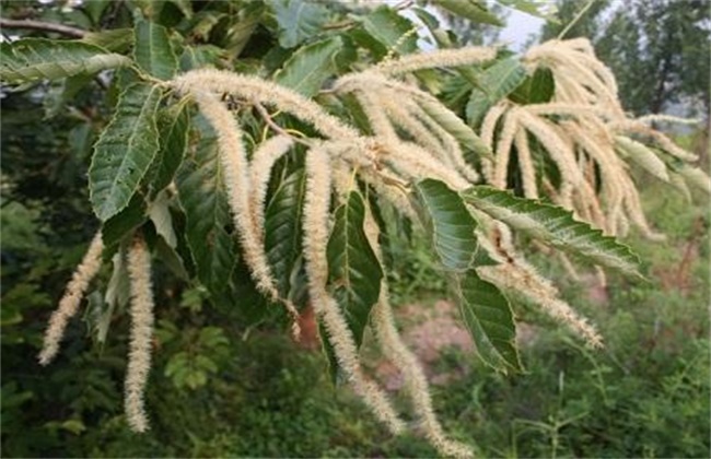 板栗只开花不结果