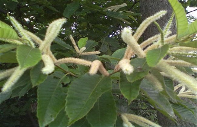 板栗只开花不结果