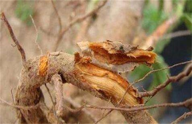 樱桃死树原因及防治措施