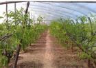 果树设施栽培有几种模式