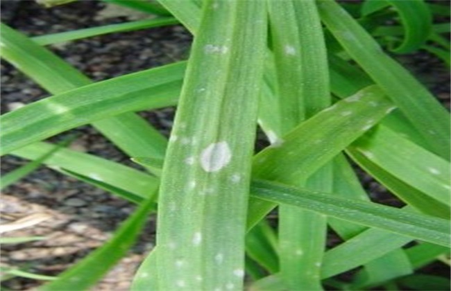 白点