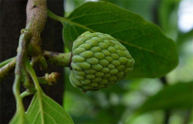 番荔枝