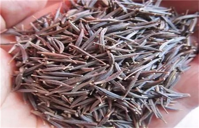 波斯菊种植 波斯菊种植方法