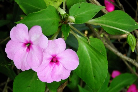 凤仙花栽培技术