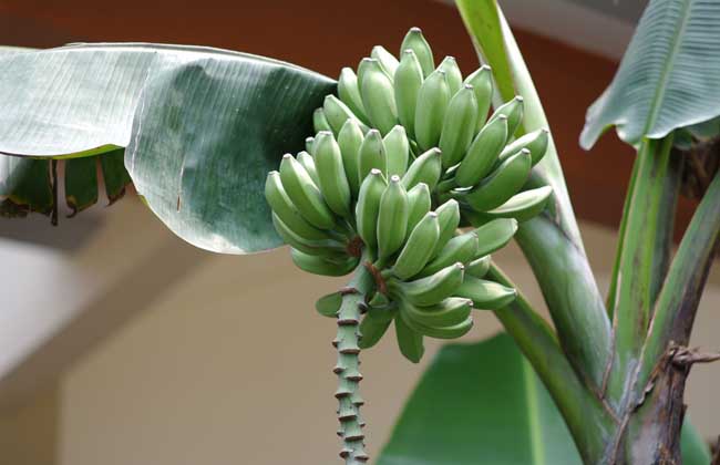 香蕉