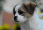 蝴蝶犬图片及选购方法