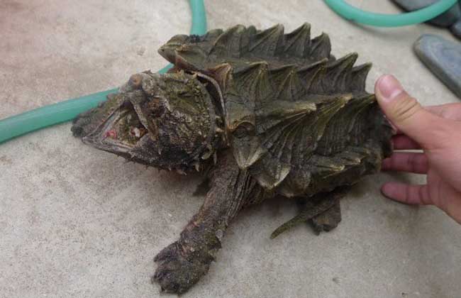 鳄鱼龟