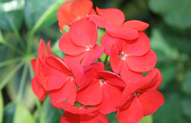 凤仙花