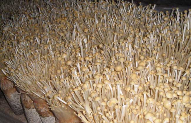 金针菇种植技术视频
