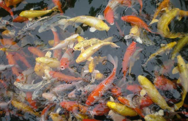 锦鲤的养殖技术