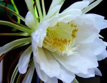 昙花