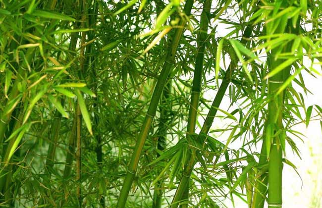 竹子的种类大全