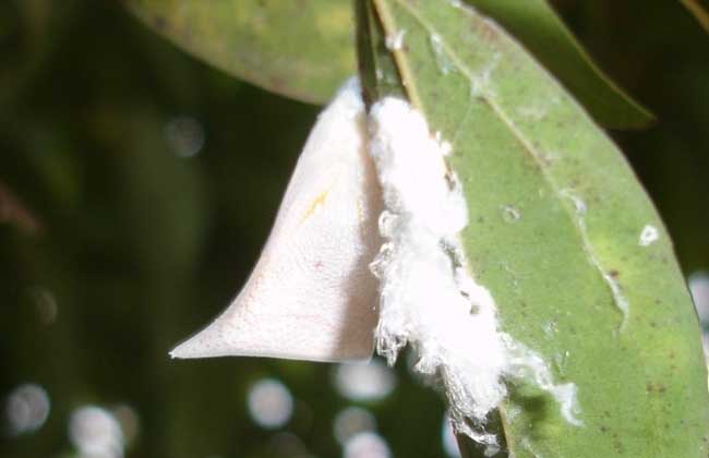 茶树白蛾蜡蝉