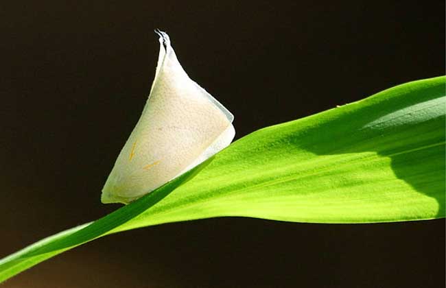 茶树白蛾蜡蝉