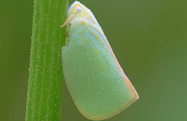 茶树白蛾蜡蝉