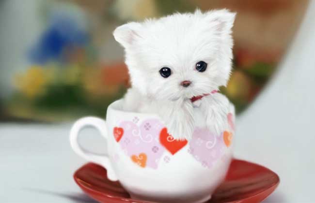 茶杯犬