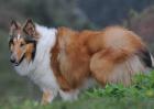 牧羊犬种类图片大全