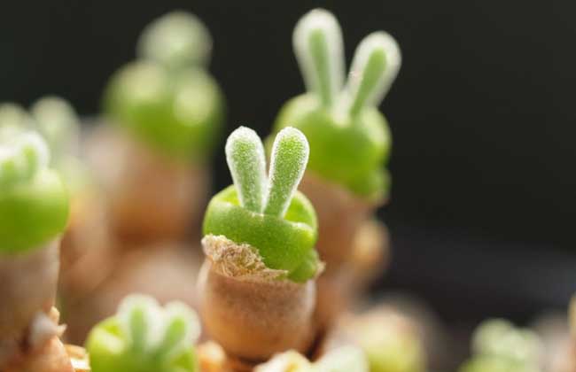 多肉植物怎么繁殖