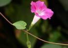 牵牛花种子价格及种植方法