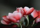 凤仙花的功效与作用