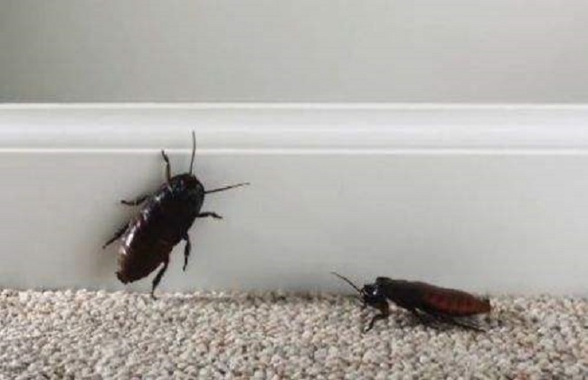 蟑螂