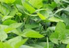 大豆花而不实的解决方法