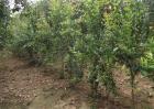 软籽石榴种植技术
