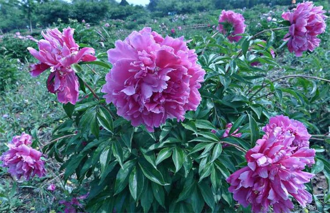 芍药 种植 技巧