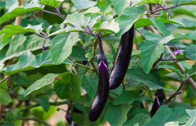茄子 施肥 方法