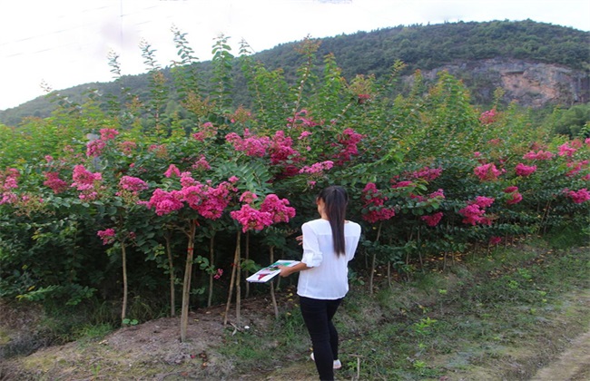 紫薇 种植 方法