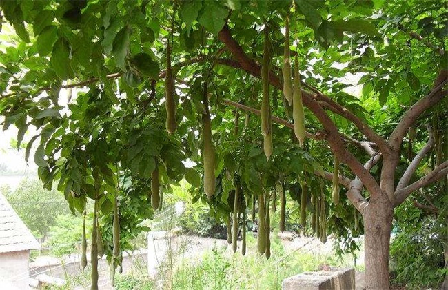 皂角 价格 多少钱一斤