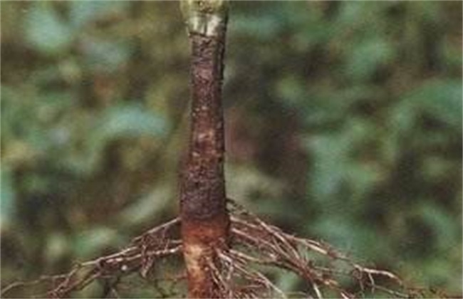 芝麻 常见病虫害 防治